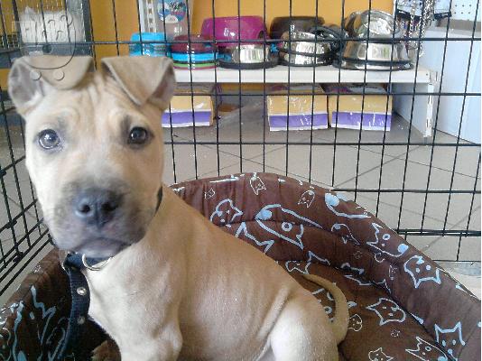 PoulaTo: american staffordshire πωλειται